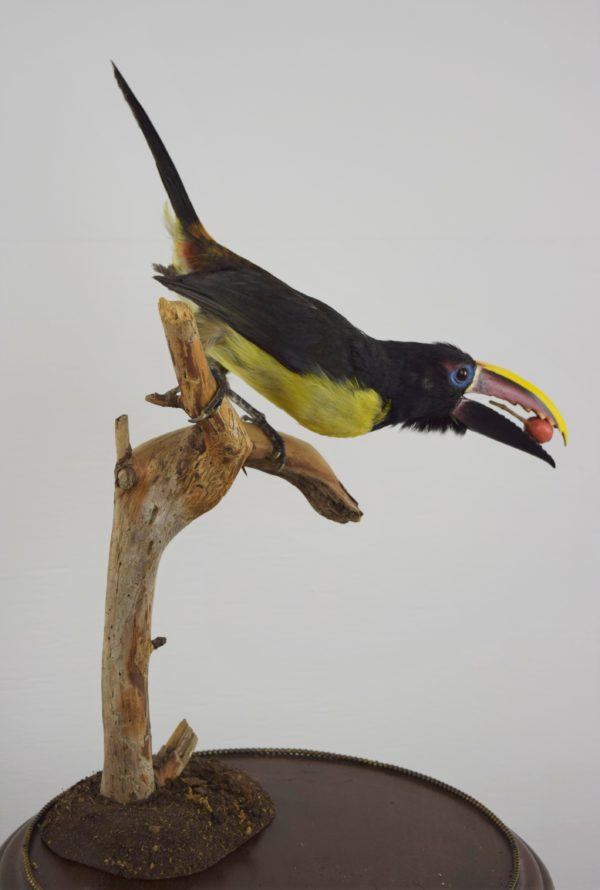 Green aracari