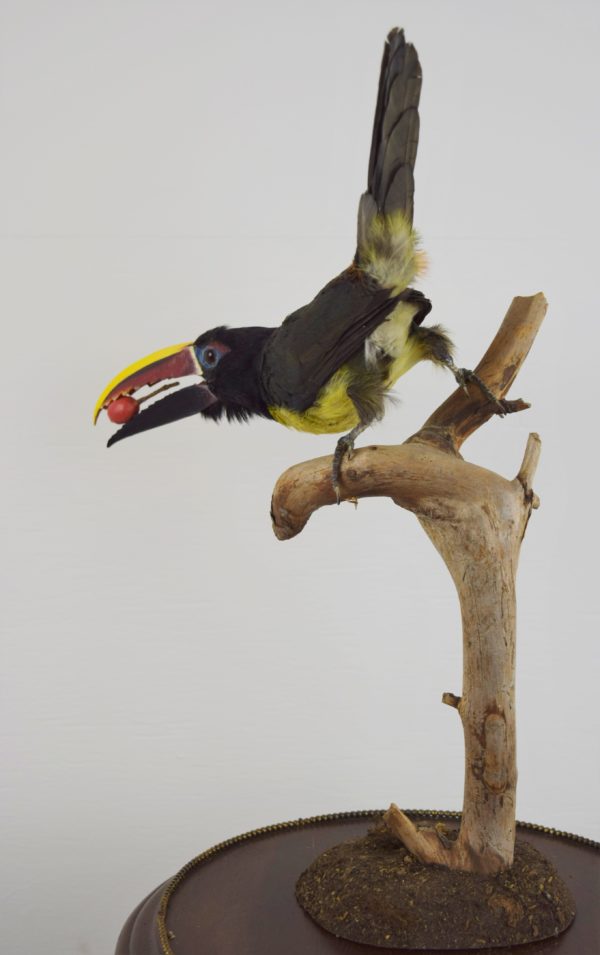 Green aracari