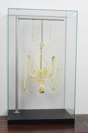 Hammer-headed fruit bat