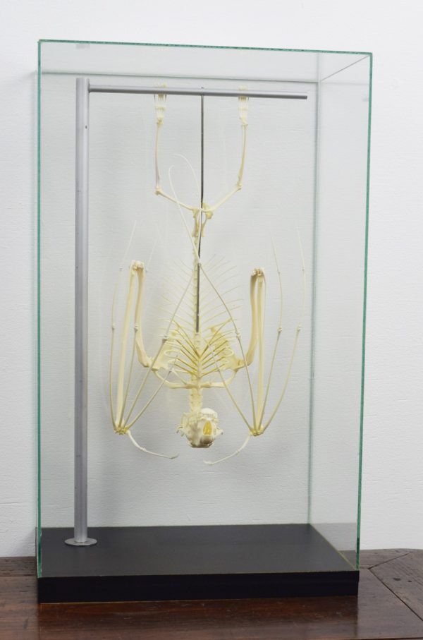 Hammer-headed fruit bat