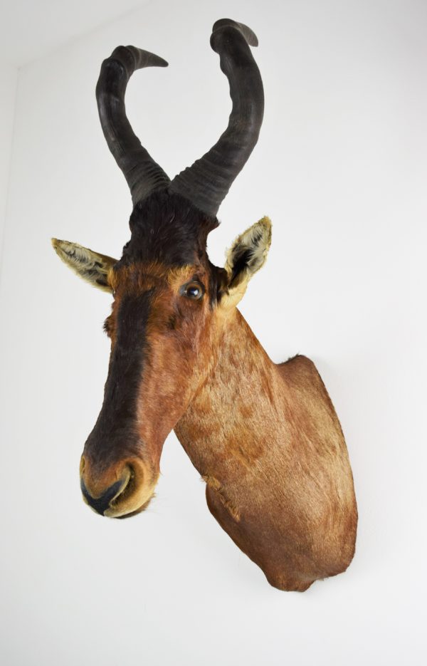 Red hartebeest