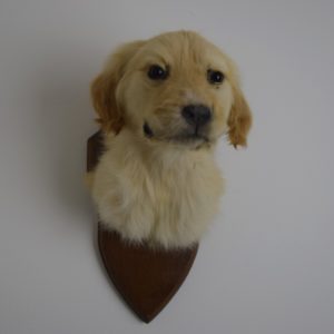 Golden retriever