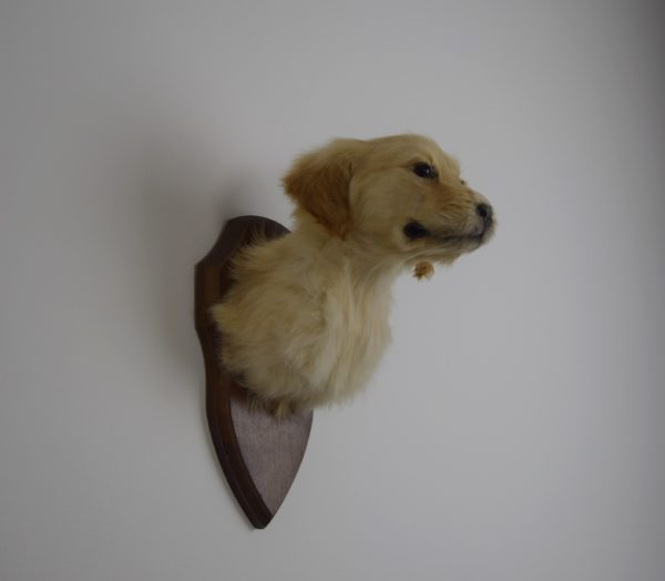 Golden retriever