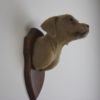 Weimaraner