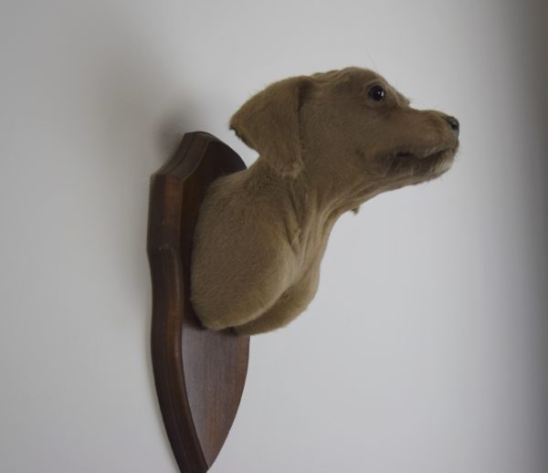 Weimaraner