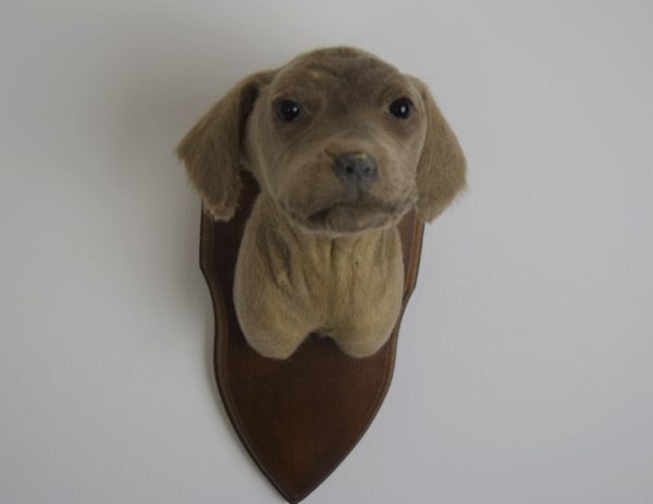 Weimaraner