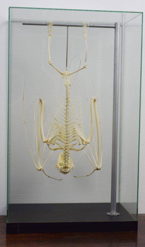 Hammer-headed fruit bat