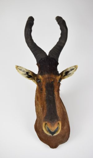 Red hartebeest