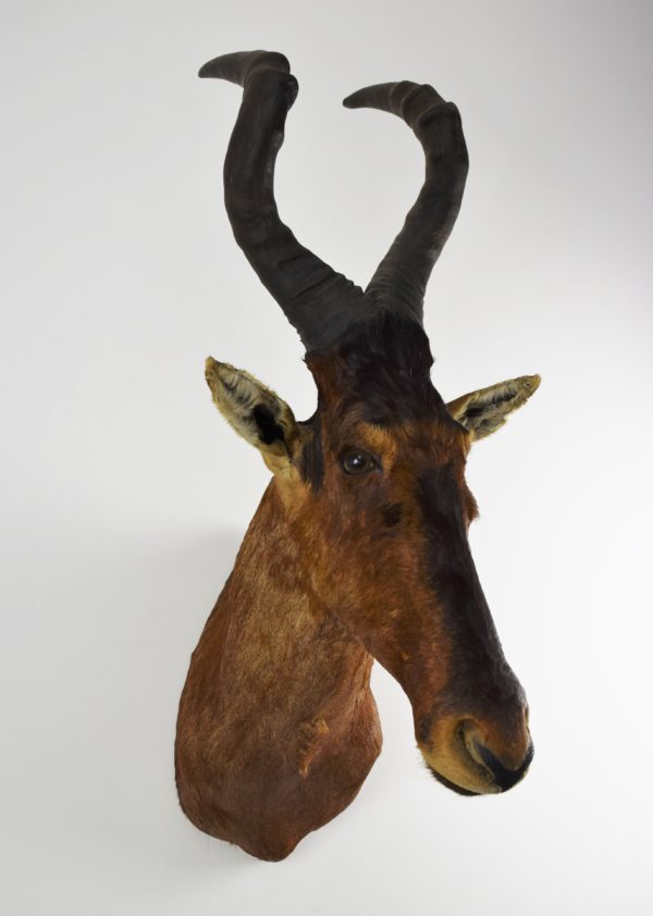 Red hartebeest