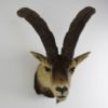 Spanish ibex