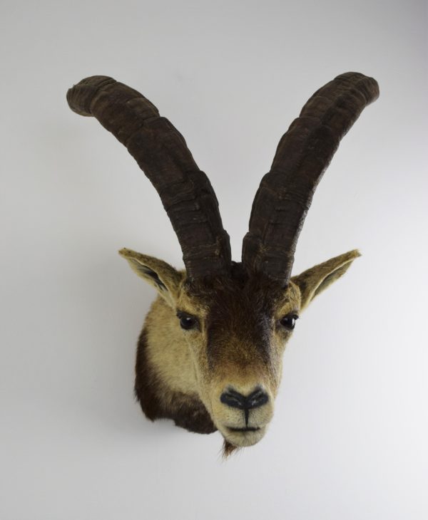 Spanish ibex