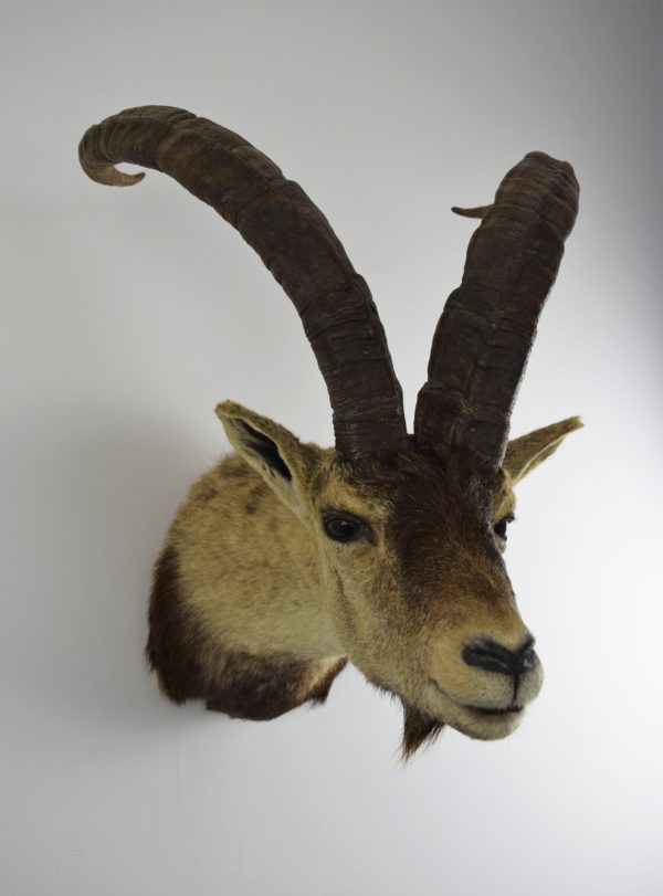 Spanish ibex