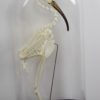 Straw-necked ibis