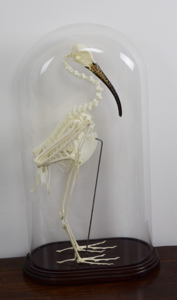 Straw-necked ibis