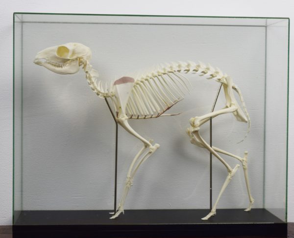 Lesser mouse deer
