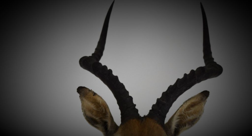 Game Heads and Trophies Bespoke Taxidermy