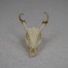 Muntjac deer