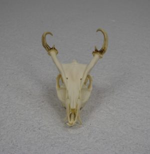 Muntjac deer