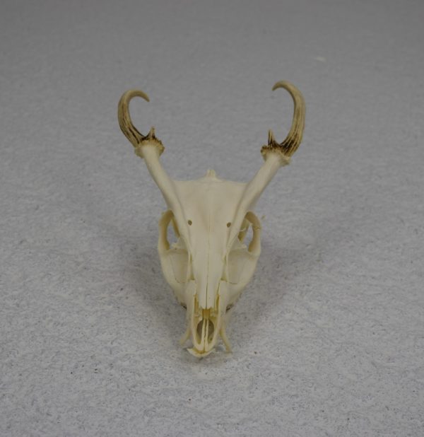 Muntjac deer