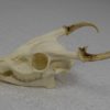 Muntjac deer