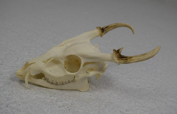 Muntjac deer