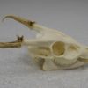 Muntjac deer