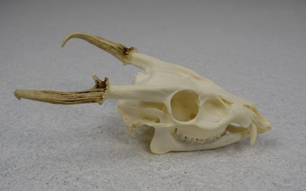 Muntjac deer