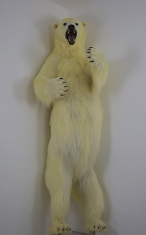 Polar bear