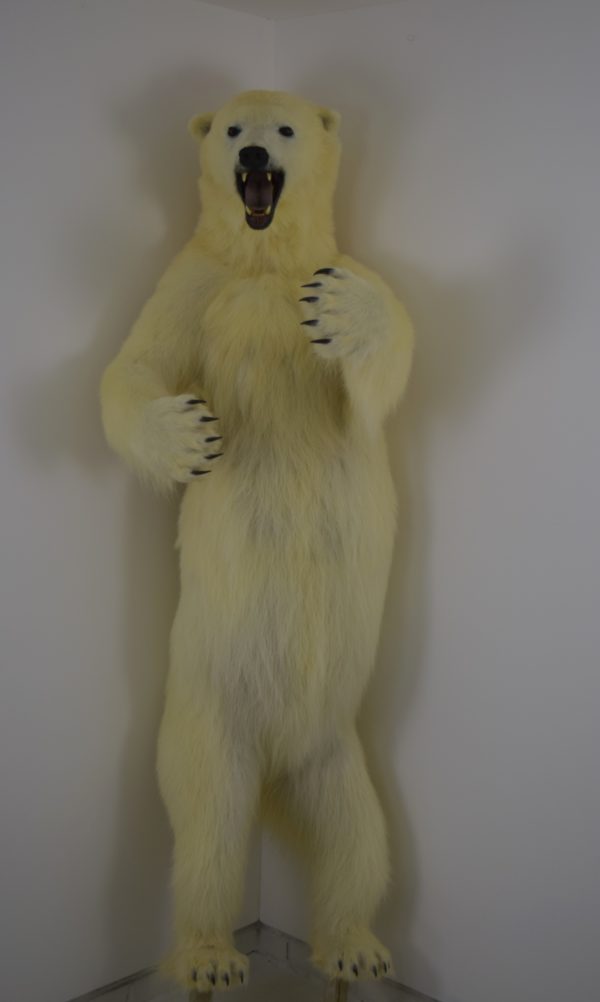 Polar bear