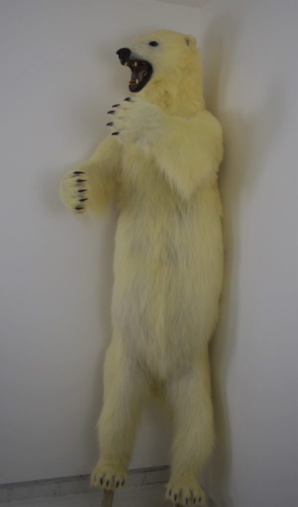 Polar bear