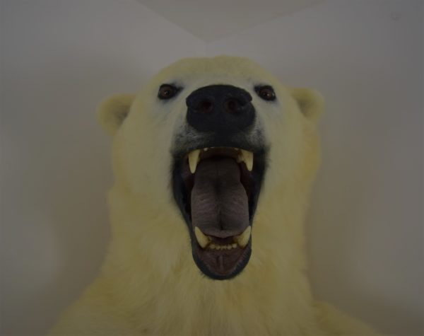 Polar bear