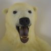 Polar bear
