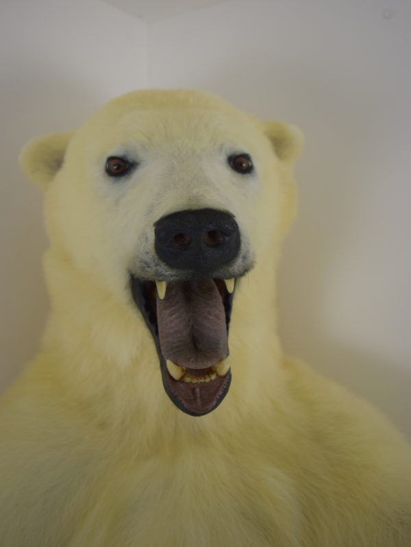 Polar bear
