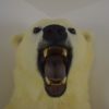 Polar bear