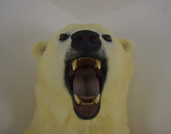 Polar bear