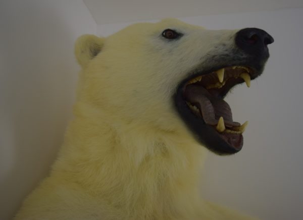 Polar bear