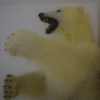 Polar bear