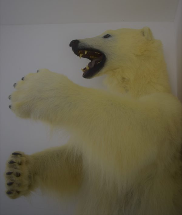 Polar bear