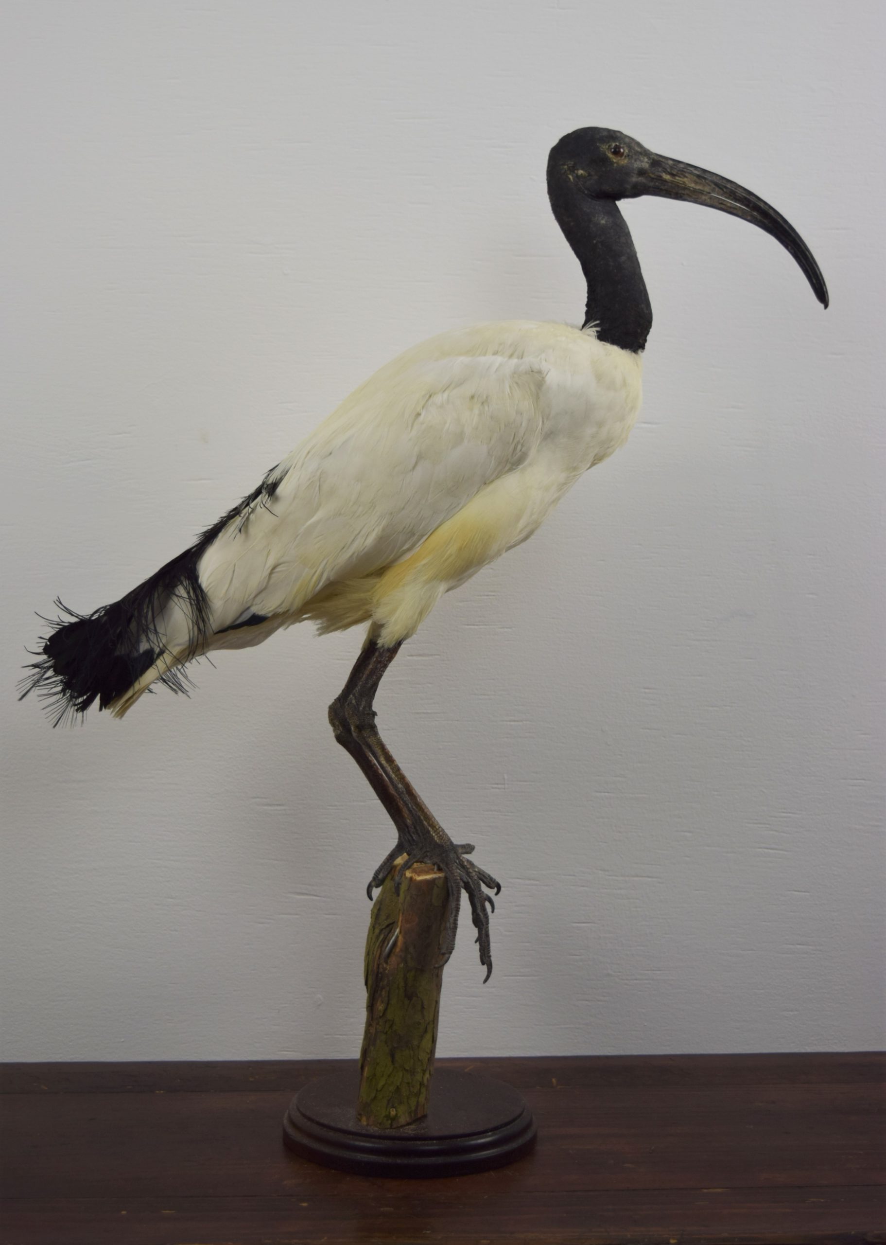 Pink-backed pelican - Bespoke Taxidermy