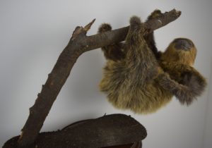 Two-toed sloth