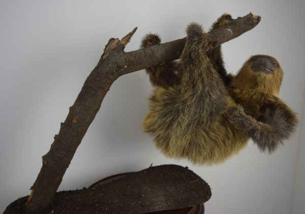 Two-toed sloth