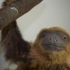 Two-toed sloth