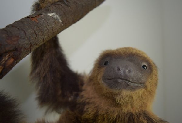 Two-toed sloth