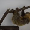 Two-toed sloth
