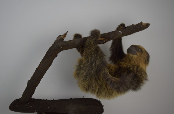 Two-toed sloth