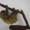 Two-toed sloth