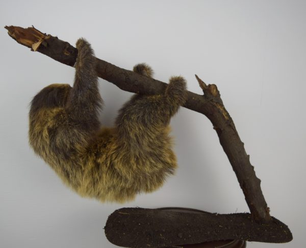 Two-toed sloth