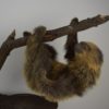 Two-toed sloth
