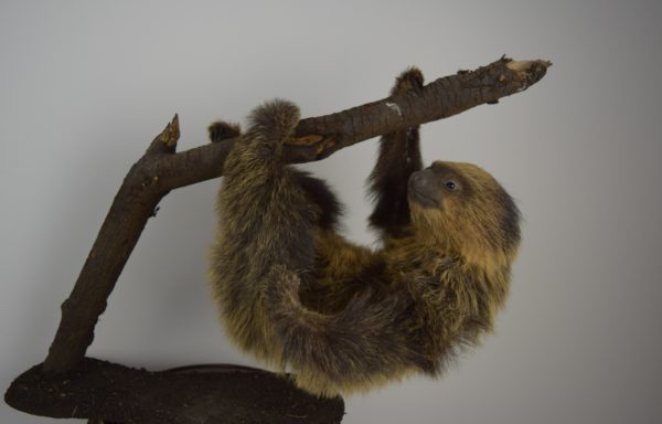 Two-toed sloth