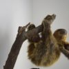 Two-toed sloth